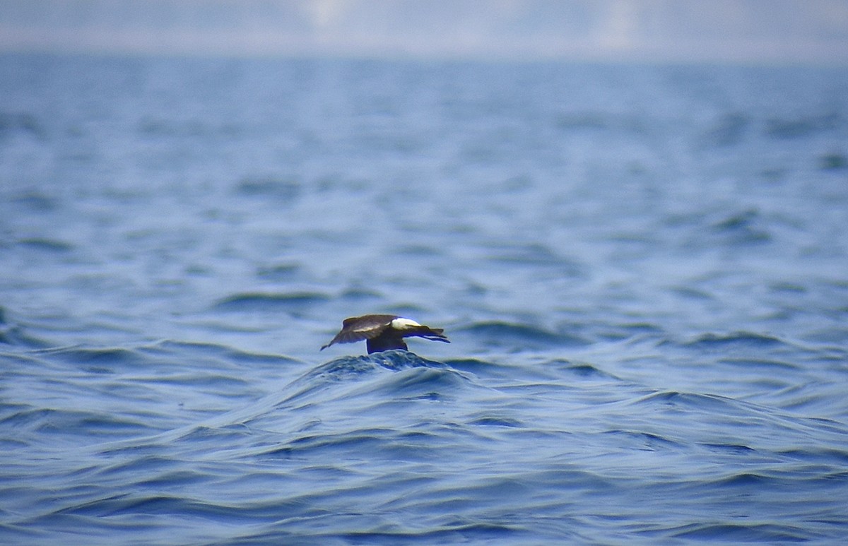 Wilson's Storm-Petrel - ML621600294