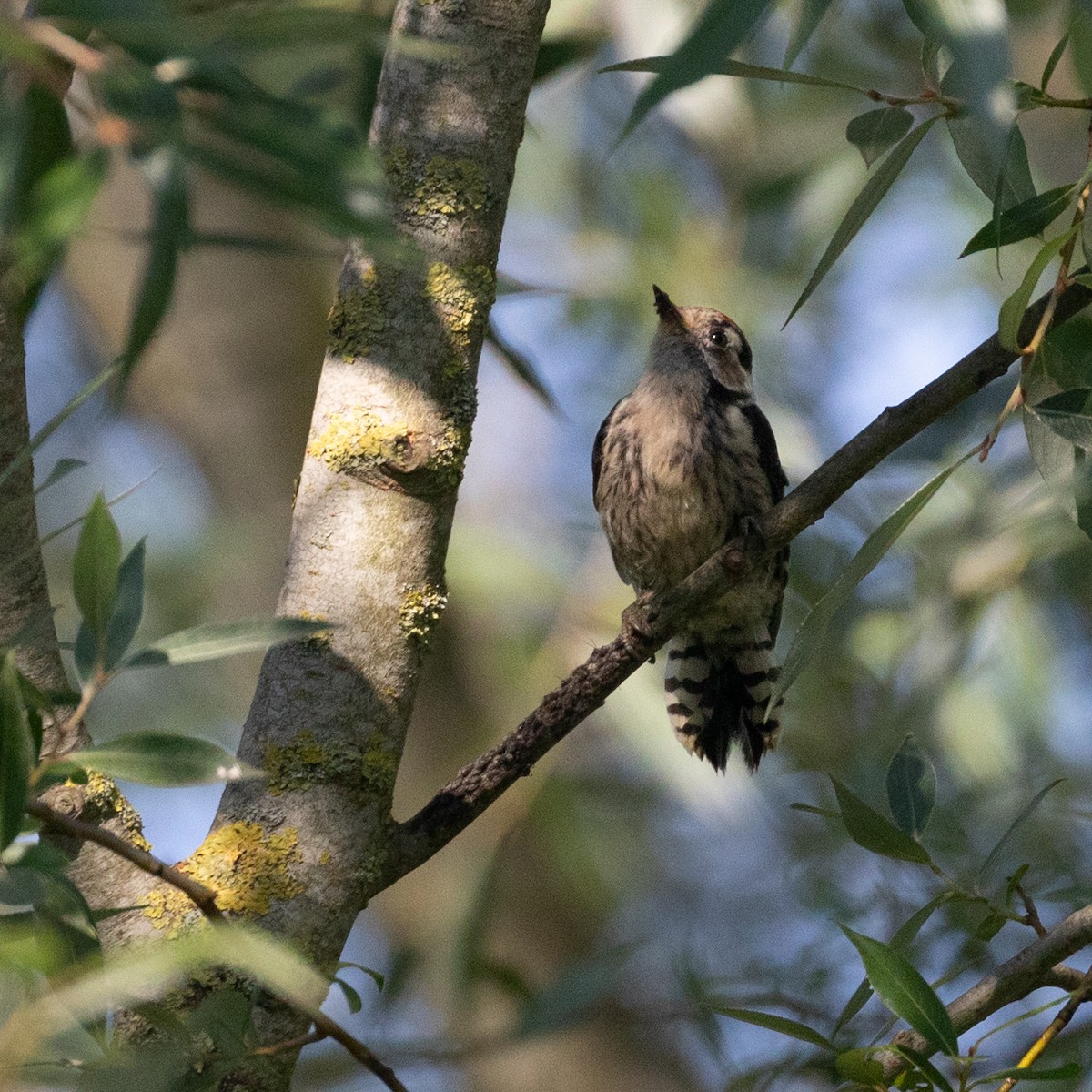 Lesser Spotted Woodpecker - ML621600388