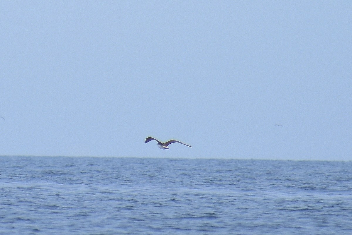 Parasitic Jaeger - ML621600397