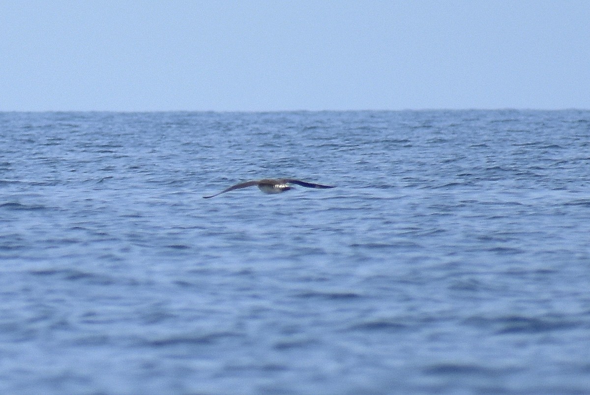 Parasitic Jaeger - ML621600398
