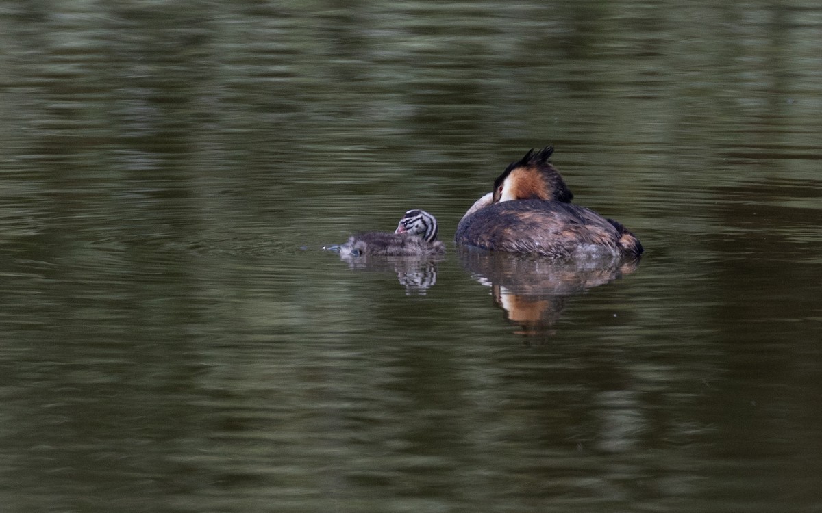 Great Crested Grebe - ML621600400
