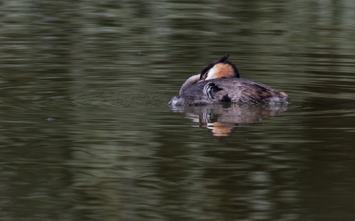 Great Crested Grebe - ML621600401