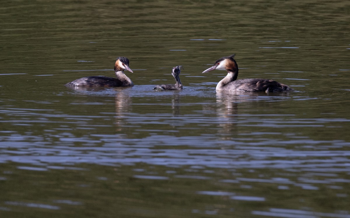 Great Crested Grebe - ML621600402