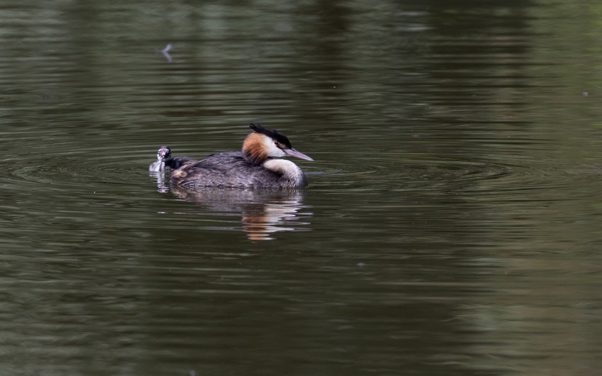 Great Crested Grebe - ML621600403