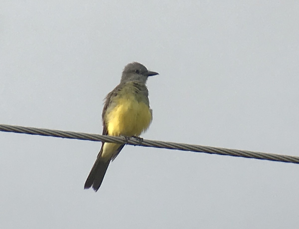 Tropical Kingbird - ML621600475