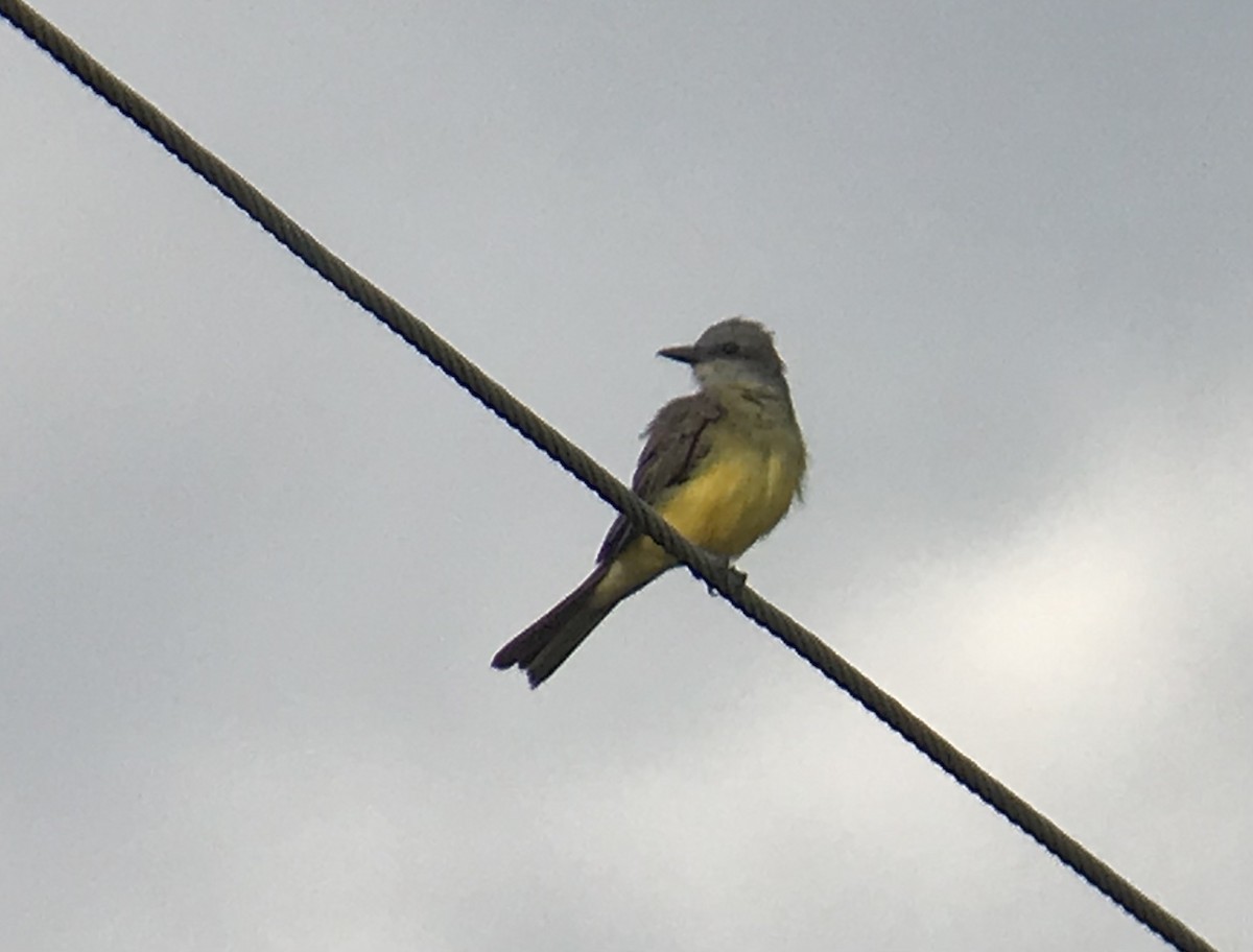 Tropical Kingbird - ML621600476
