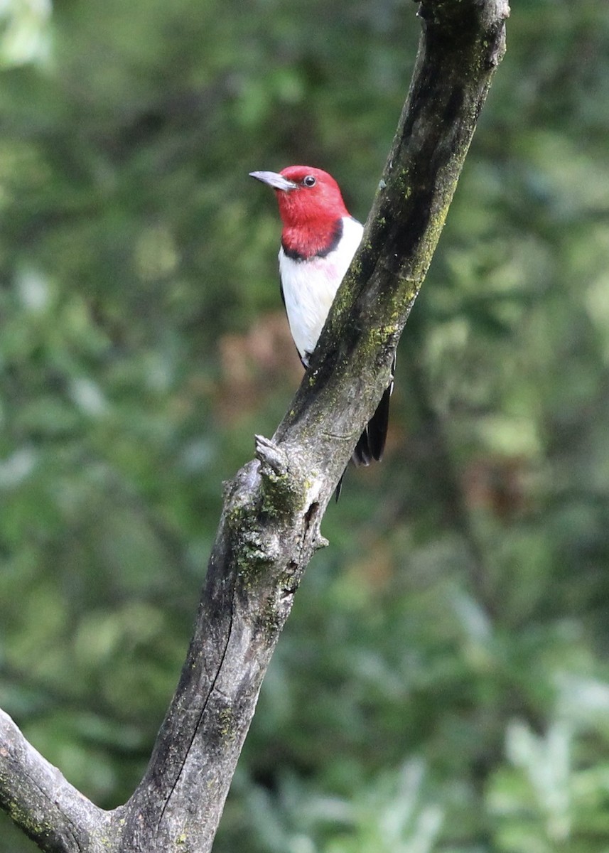 Red-headed Woodpecker - ML621600511
