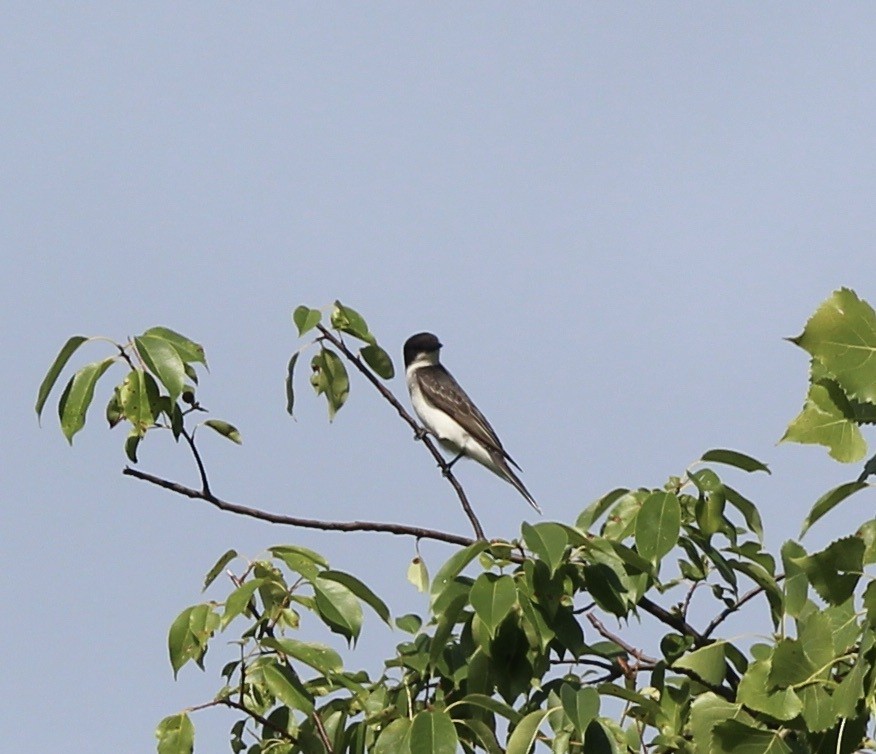 Eastern Kingbird - Mark De Lira