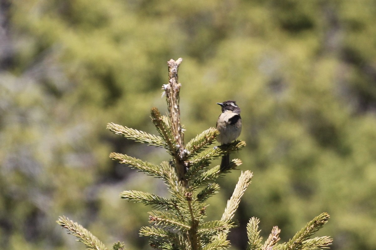 Black-throated Accentor - ML621600604