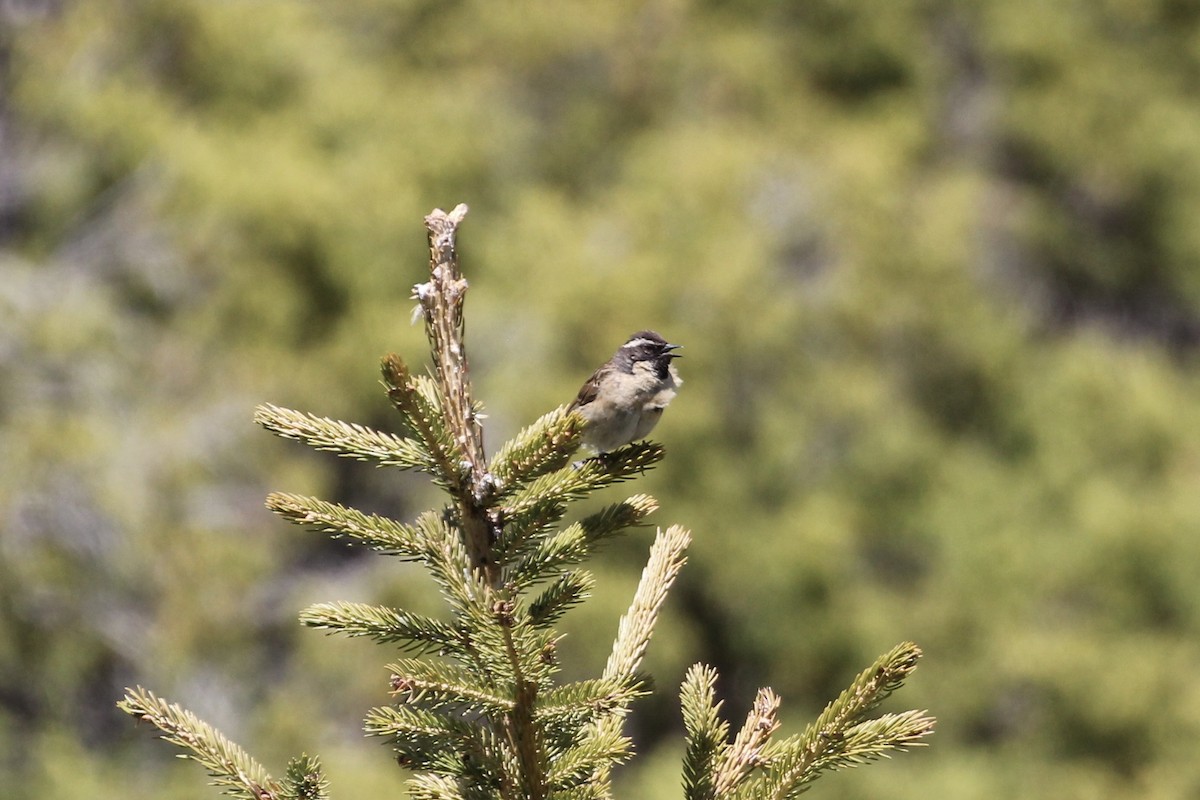 Black-throated Accentor - ML621600605