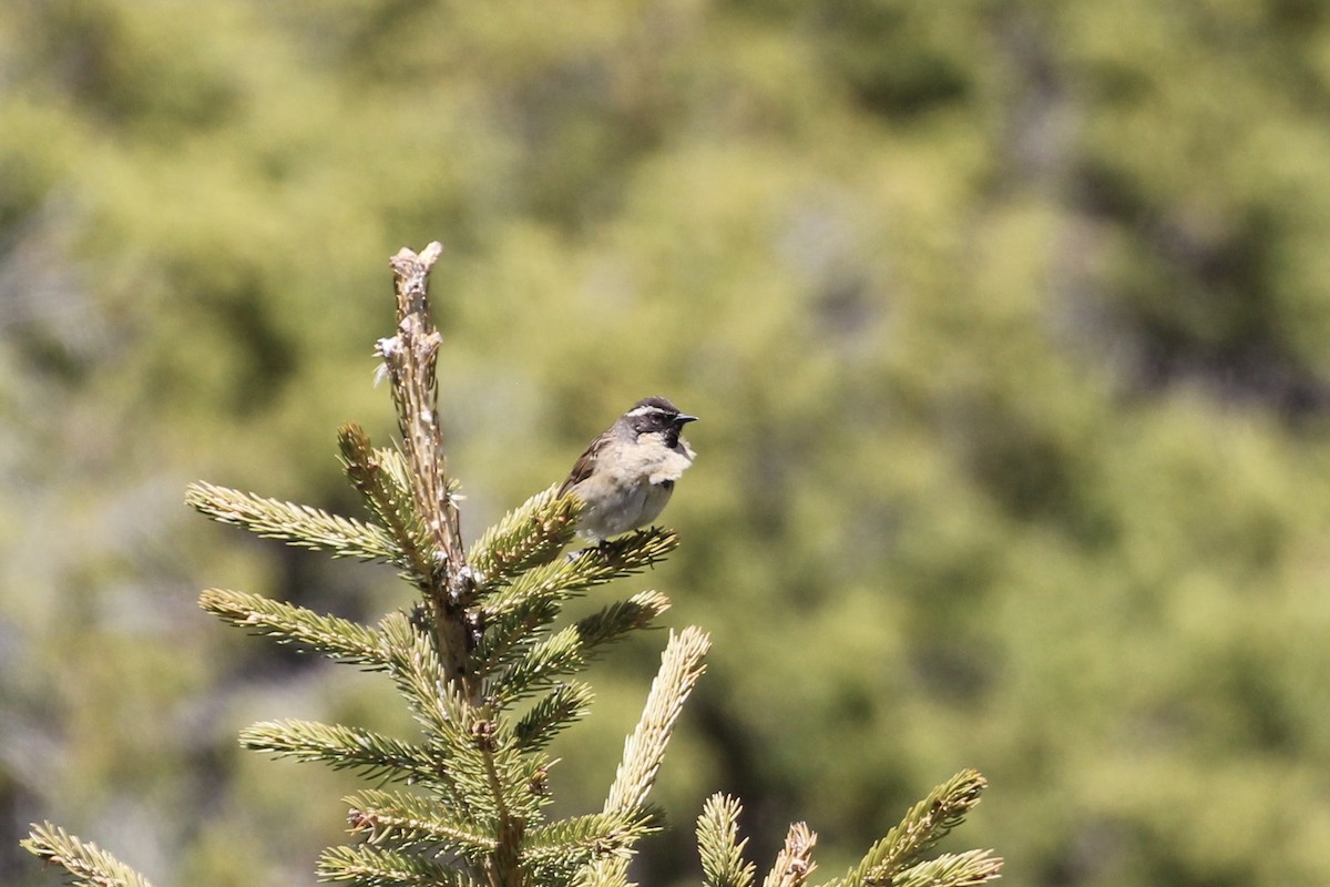 Black-throated Accentor - Tim Cowley