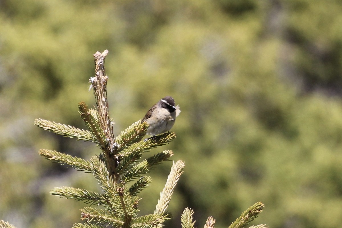 Black-throated Accentor - ML621600607