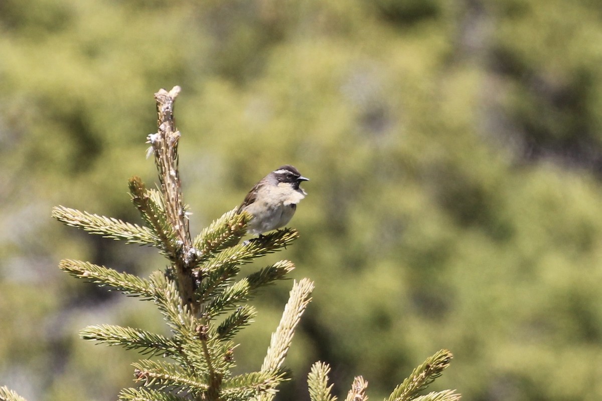 Black-throated Accentor - ML621600608