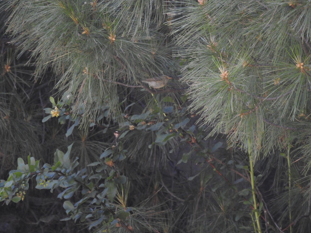 Western Crowned Warbler - ML621600618