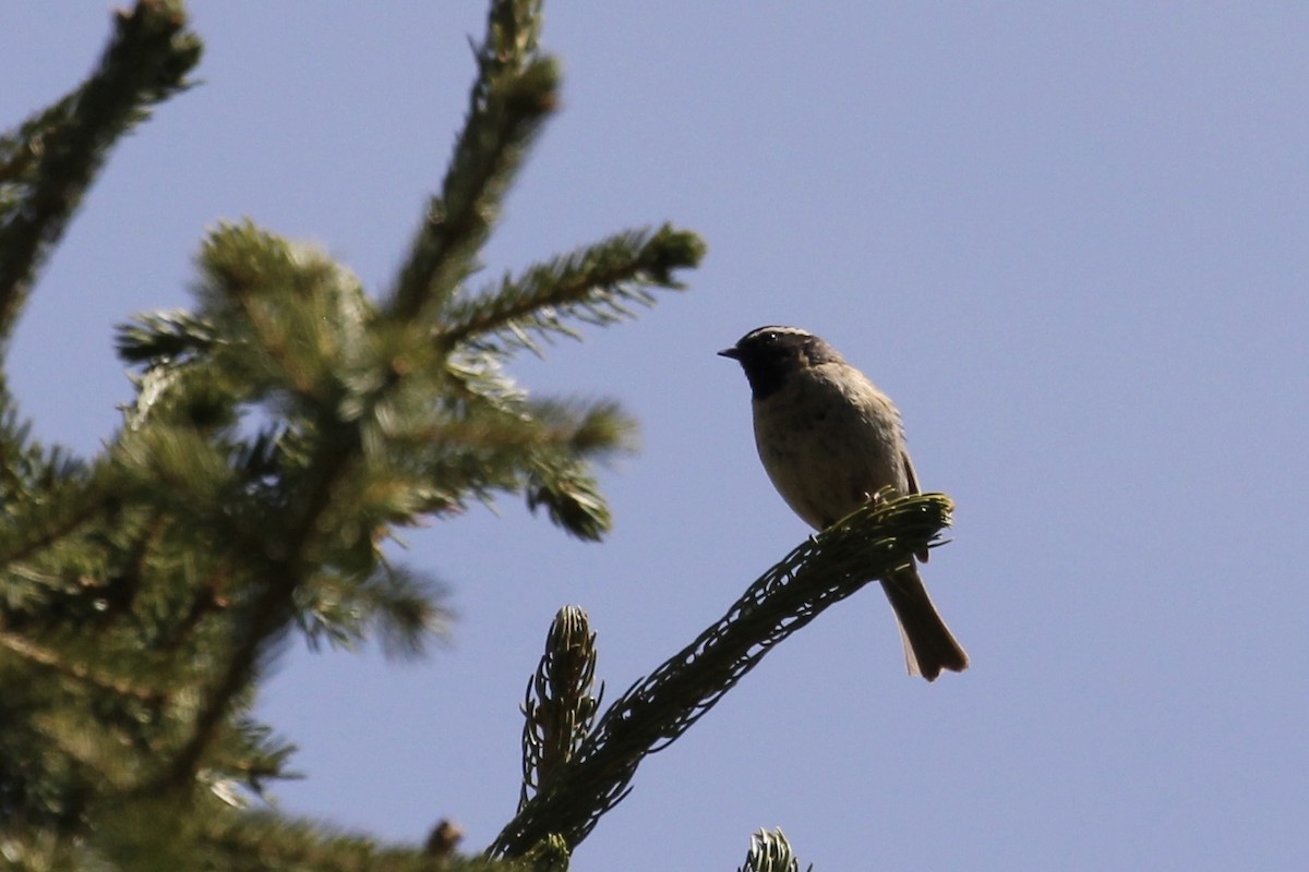 Black-throated Accentor - ML621600806