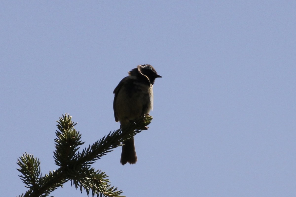 Black-throated Accentor - ML621600807