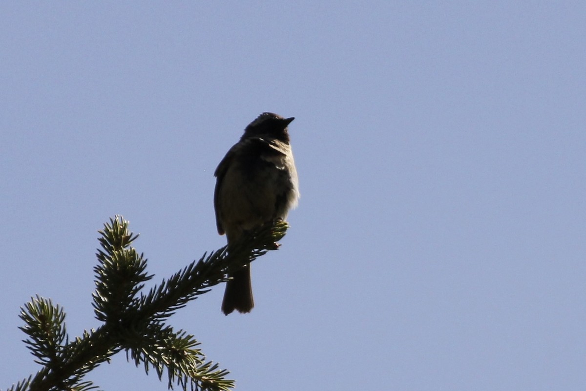 Black-throated Accentor - ML621600808