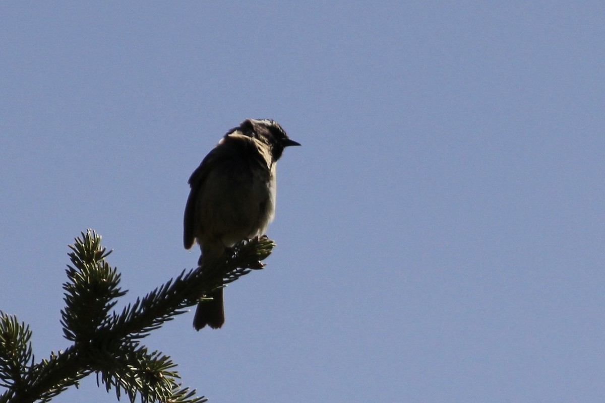 Black-throated Accentor - ML621600809