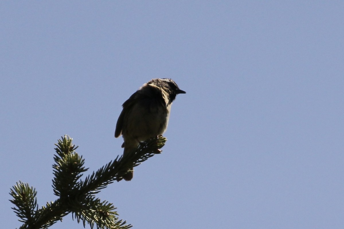 Black-throated Accentor - ML621600810