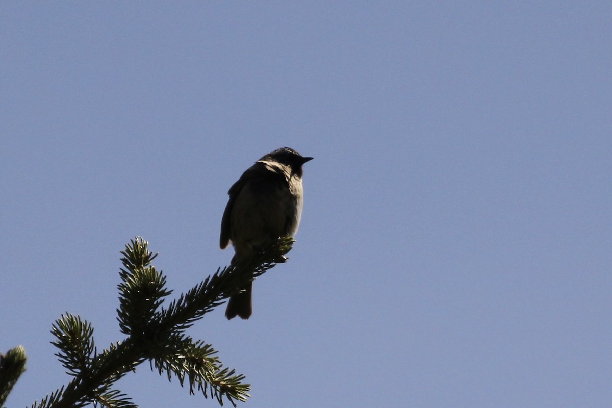 Black-throated Accentor - ML621600811