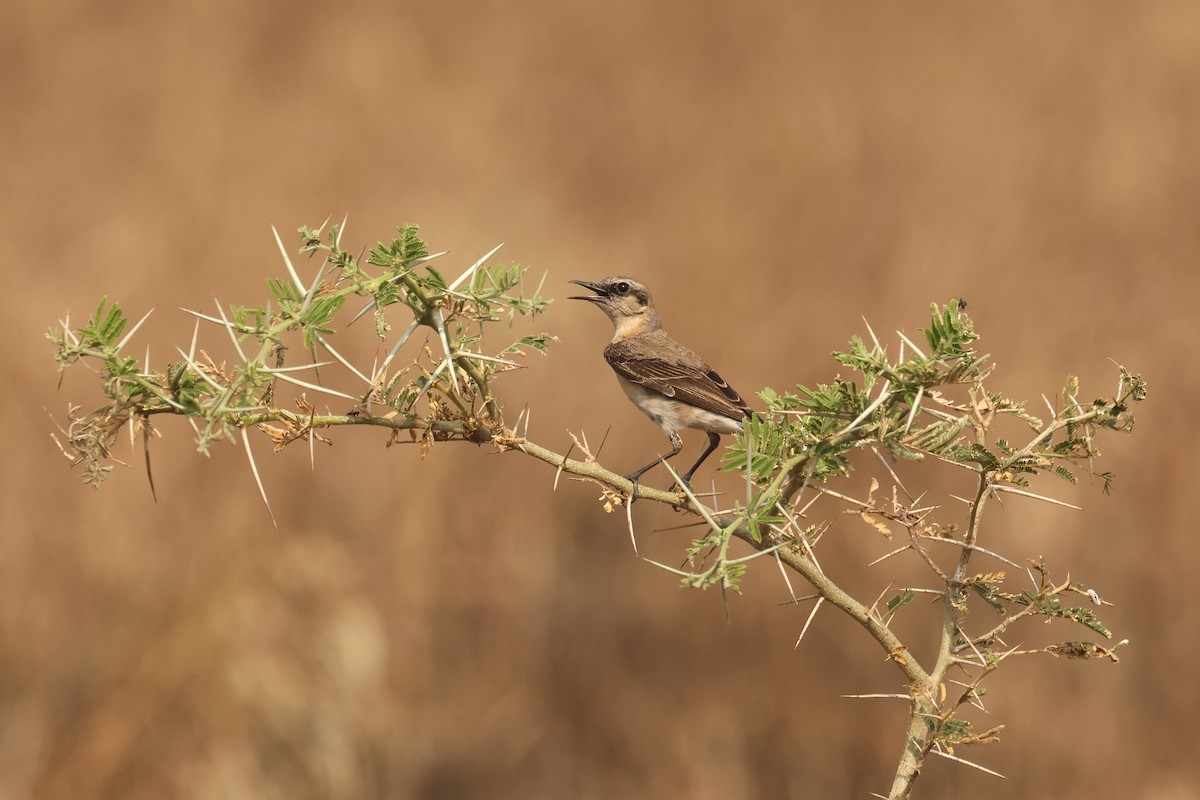 Heuglin's Wheatear - ML621600878