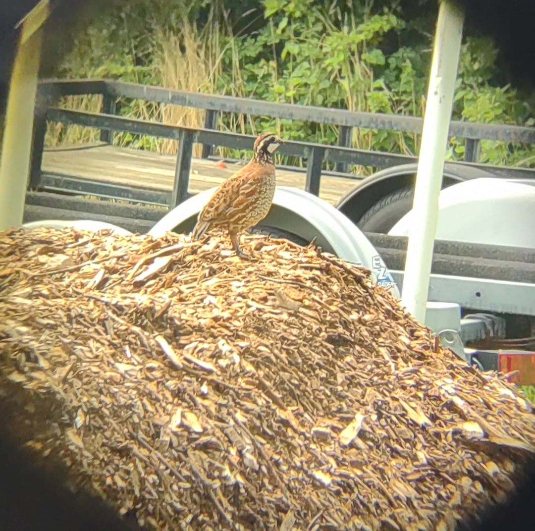 Northern Bobwhite - ML621600916