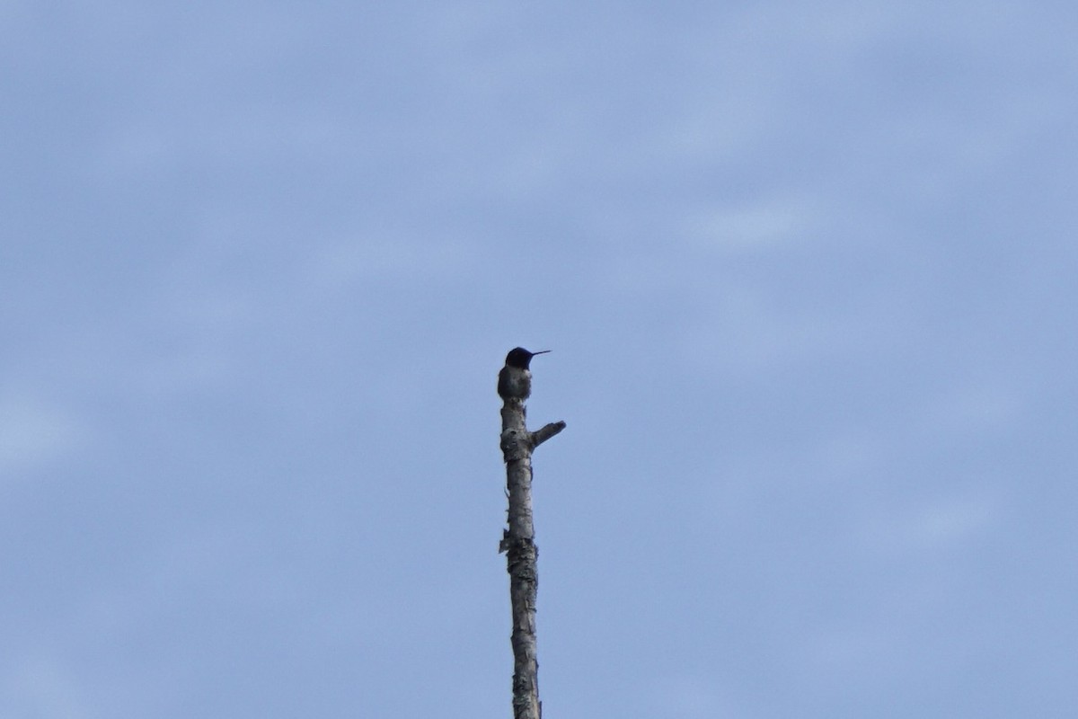 Ruby-throated Hummingbird - Ellie Heller