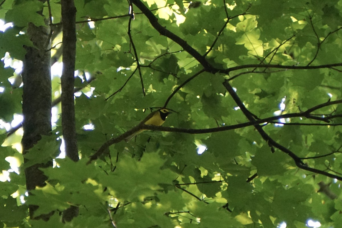 Hooded Warbler - ML621600943