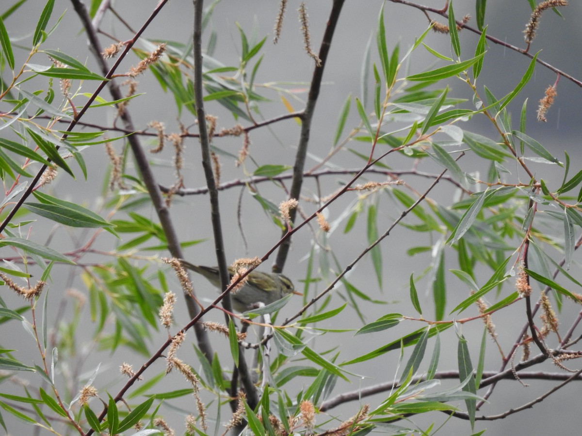 Western Crowned Warbler - ML621601049