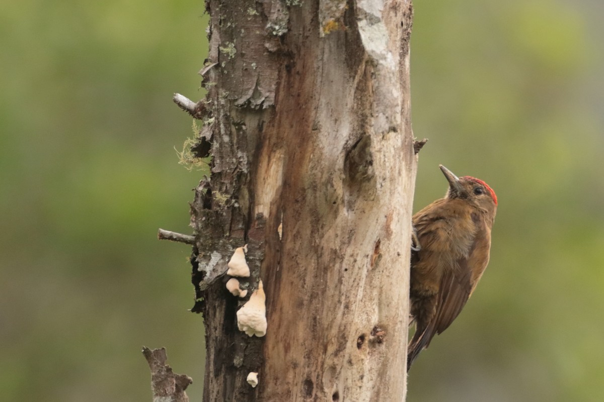 Smoky-brown Woodpecker - ML621601063