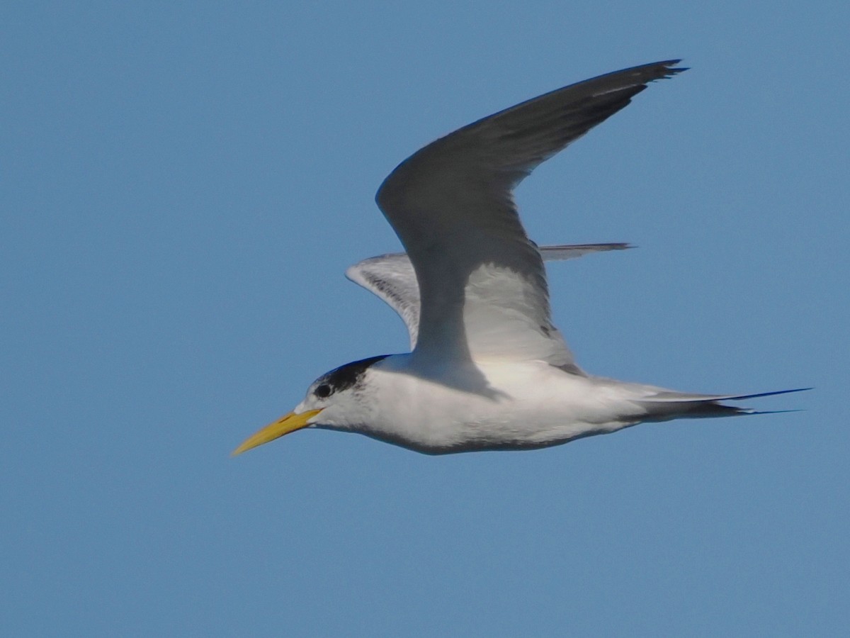 Great Crested Tern - ML621601089