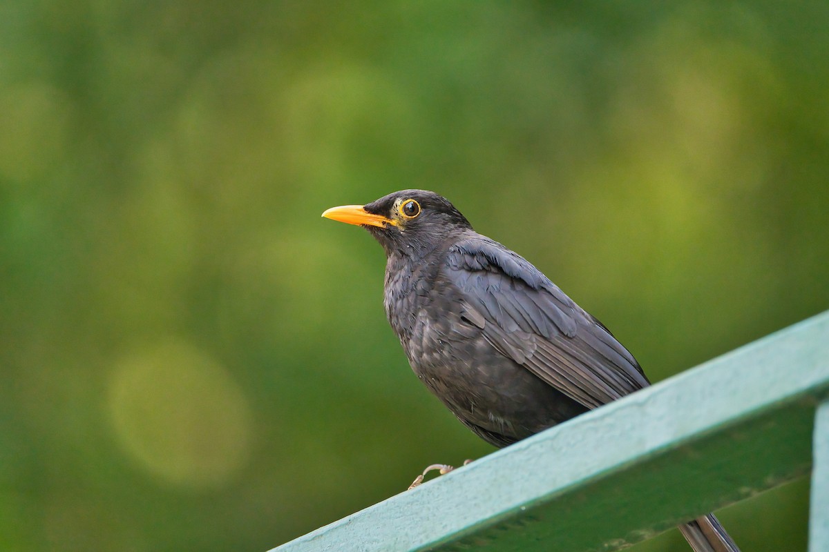 Eurasian Blackbird - ML621601093