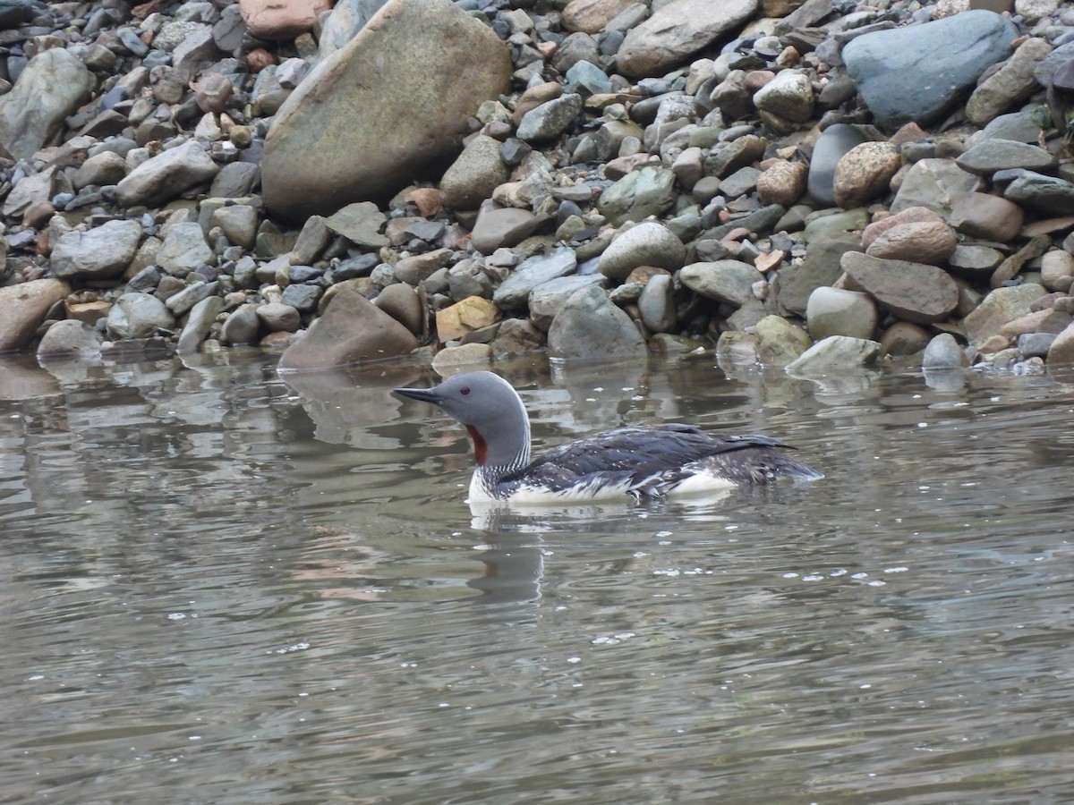 Red-throated Loon - ML621601118