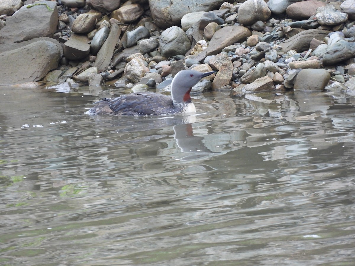 Red-throated Loon - ML621601119