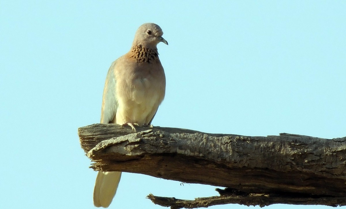 Laughing Dove - ML621601122