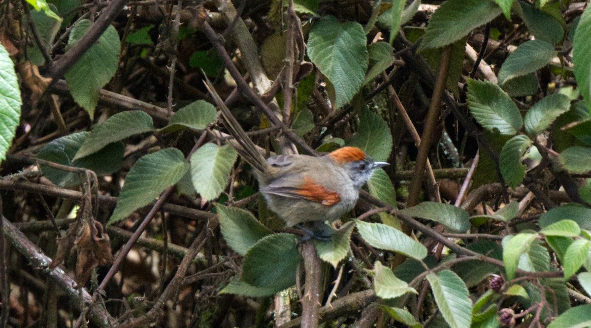 Silvery-throated Spinetail - ML621601140