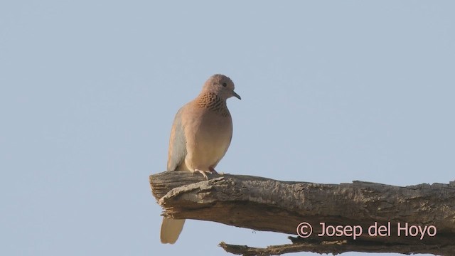 Laughing Dove - ML621601146