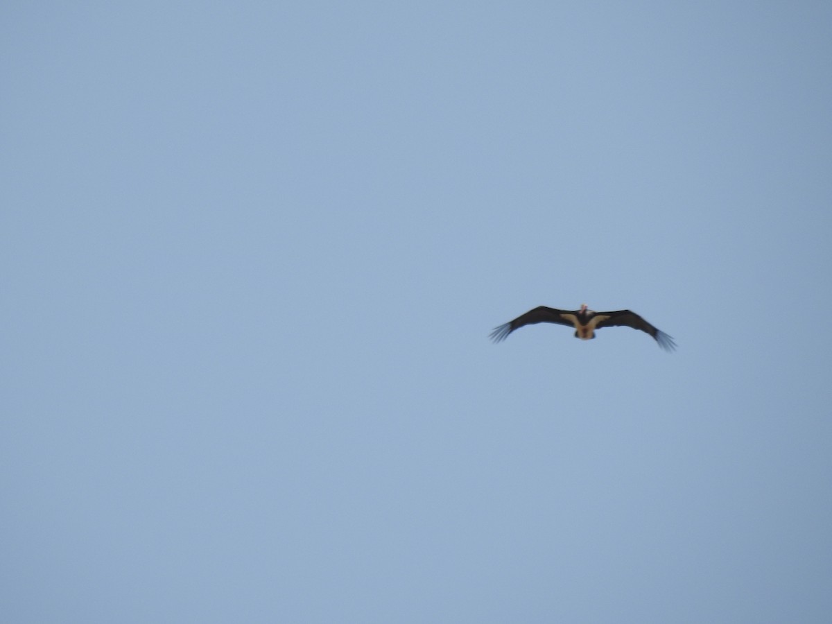 Black Stork - ML621601200