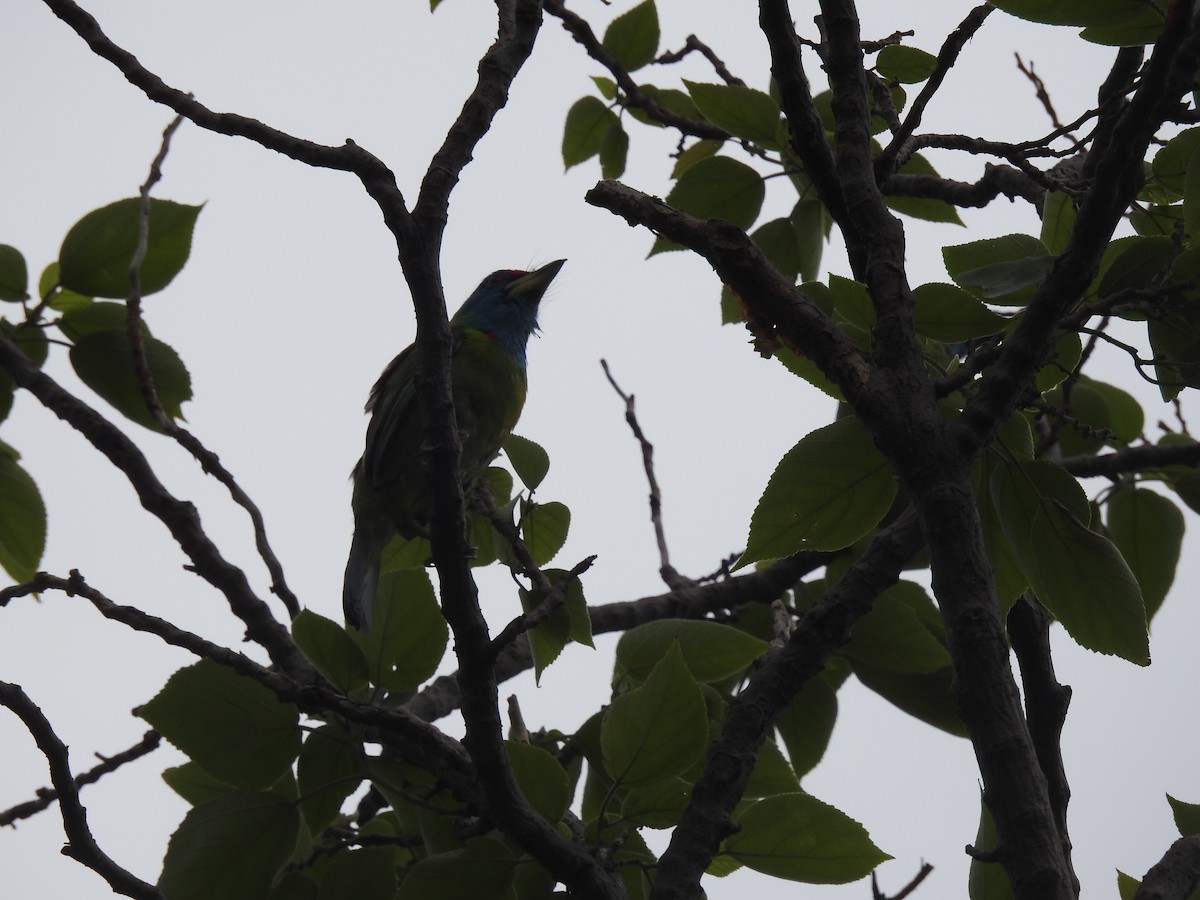 Blue-throated Barbet - ML621601207