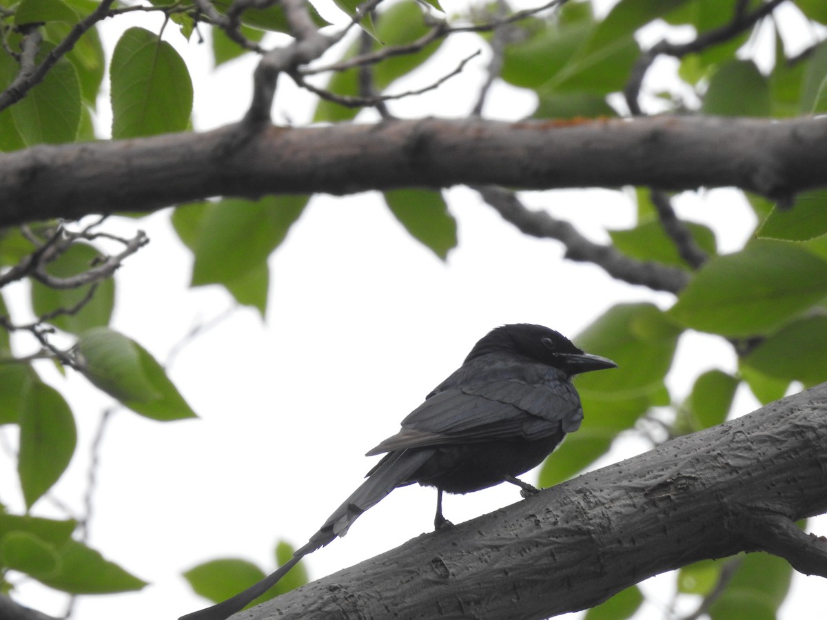 Drongo royal - ML621601209