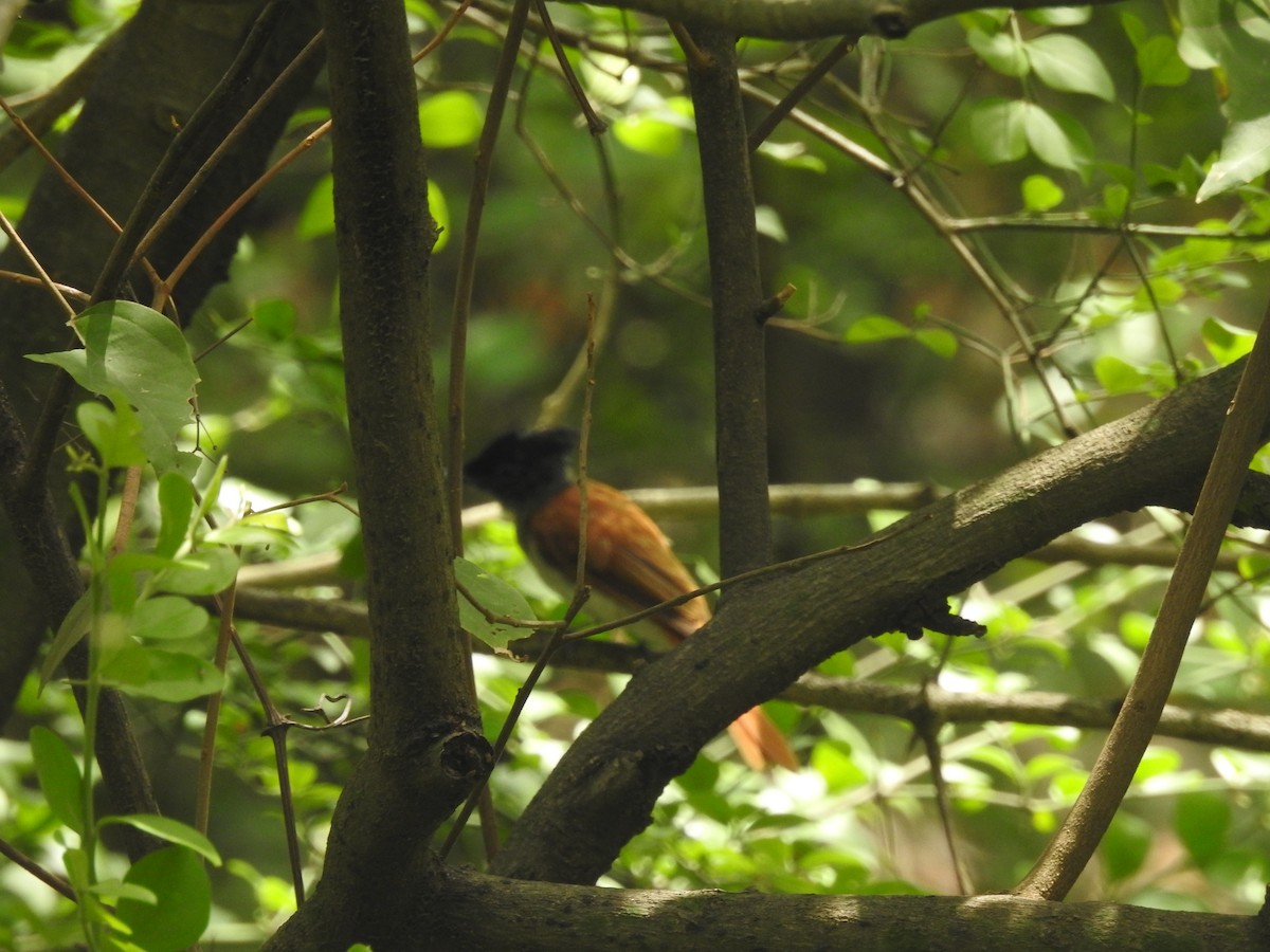 Indian Paradise-Flycatcher - ML621601211