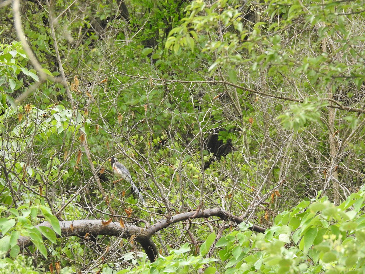 Yellow-billed Blue-Magpie - ML621601212