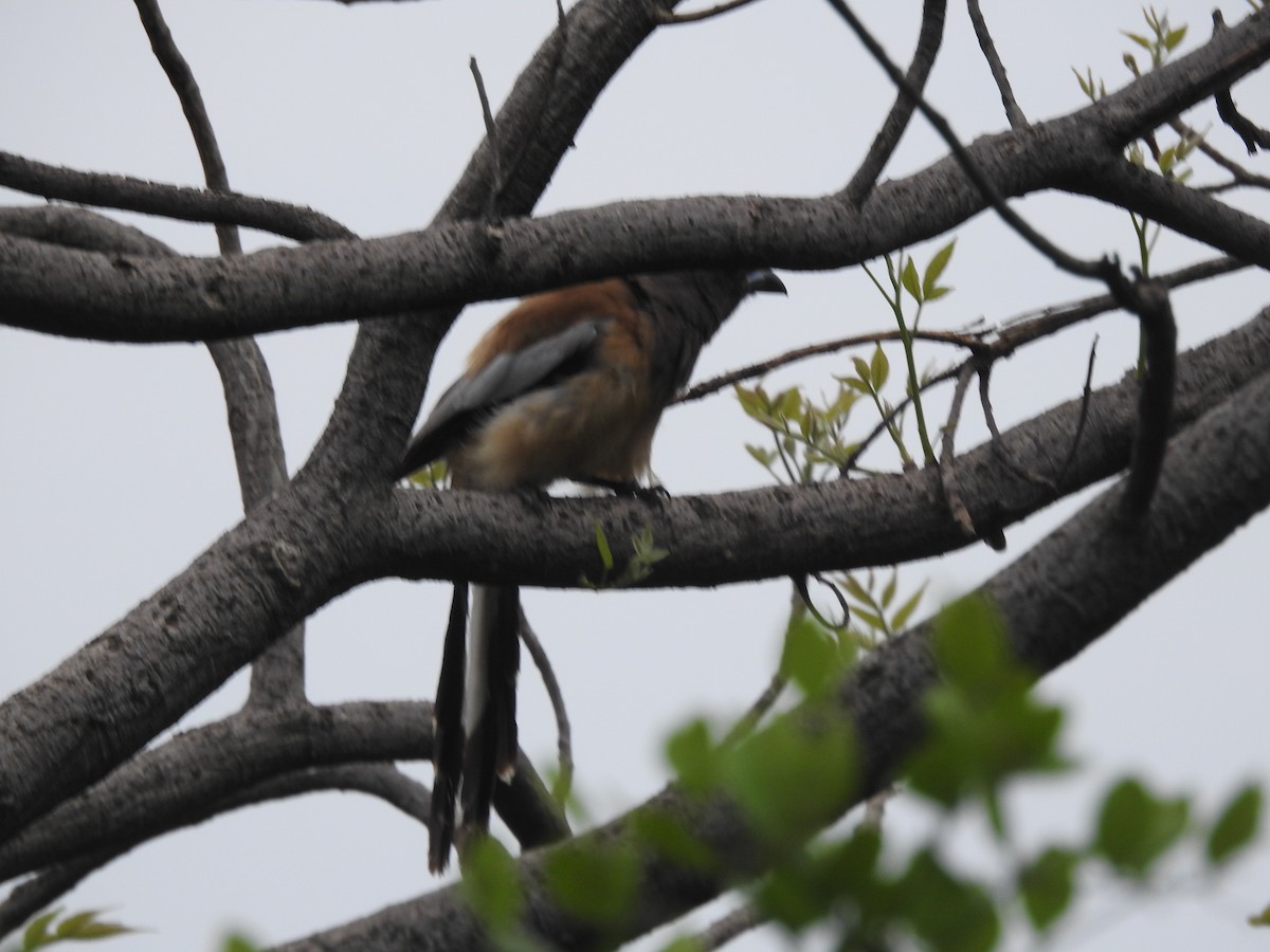 Rufous Treepie - ML621601214