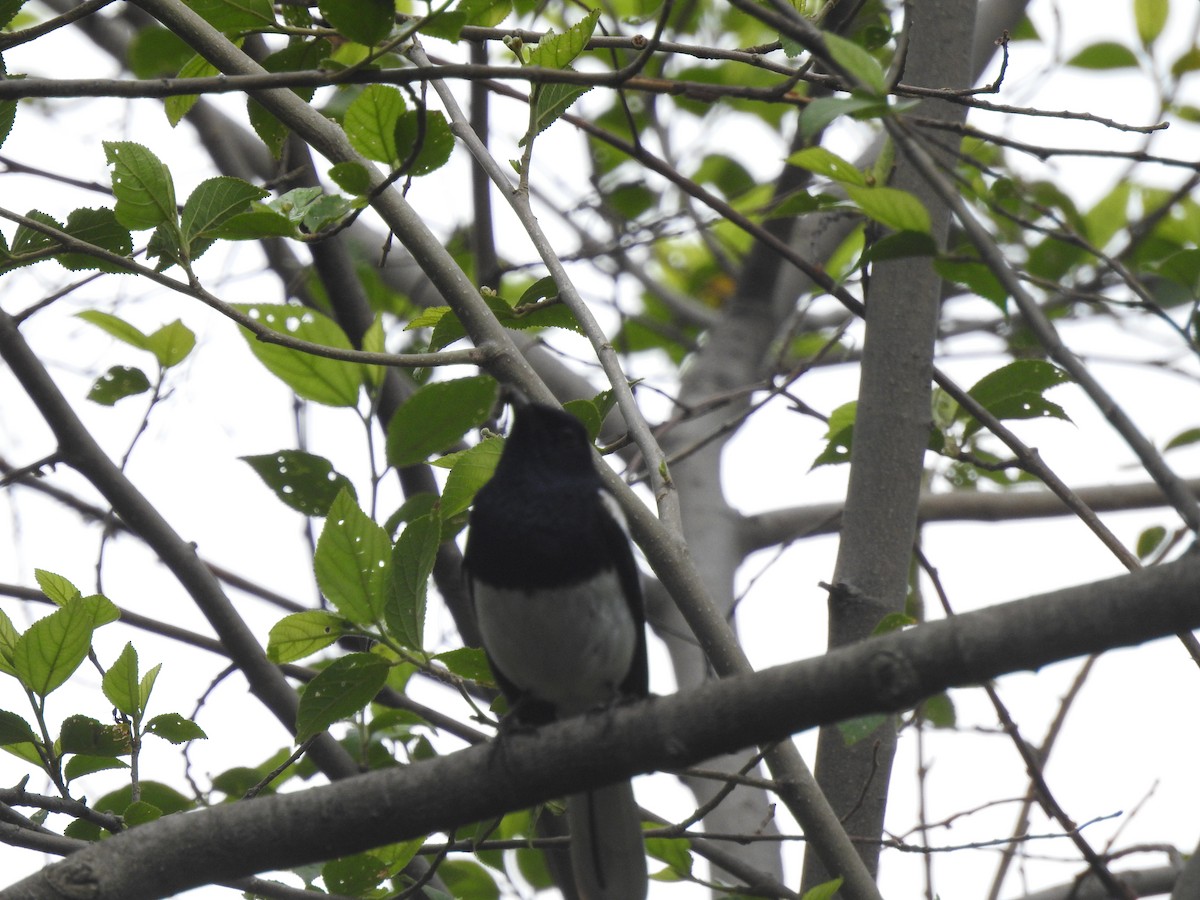 Oriental Magpie-Robin - ML621601216