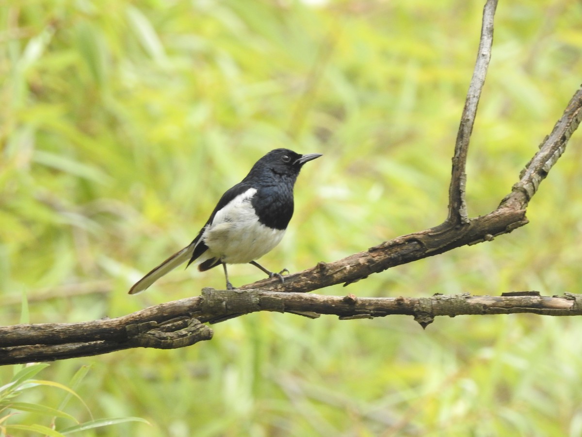 Oriental Magpie-Robin - ML621601217