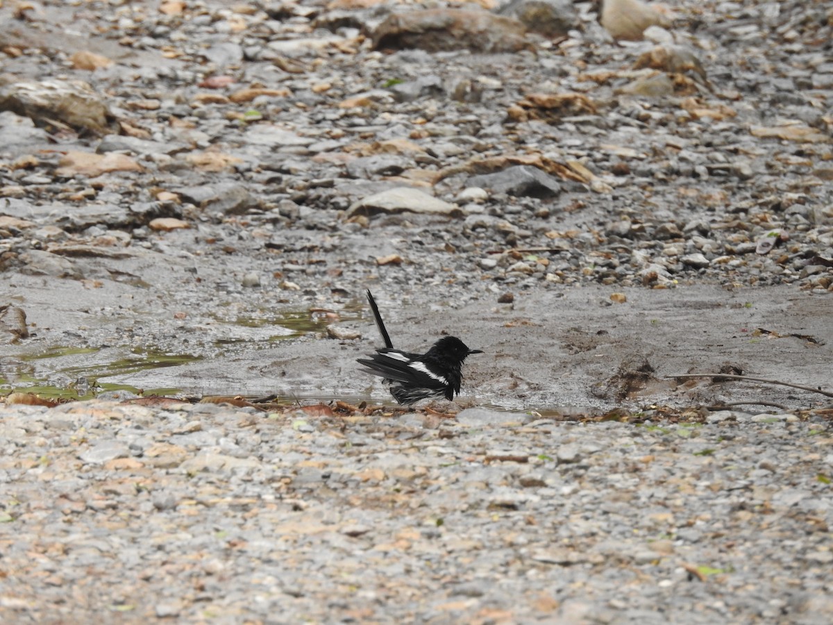 Oriental Magpie-Robin - ML621601218