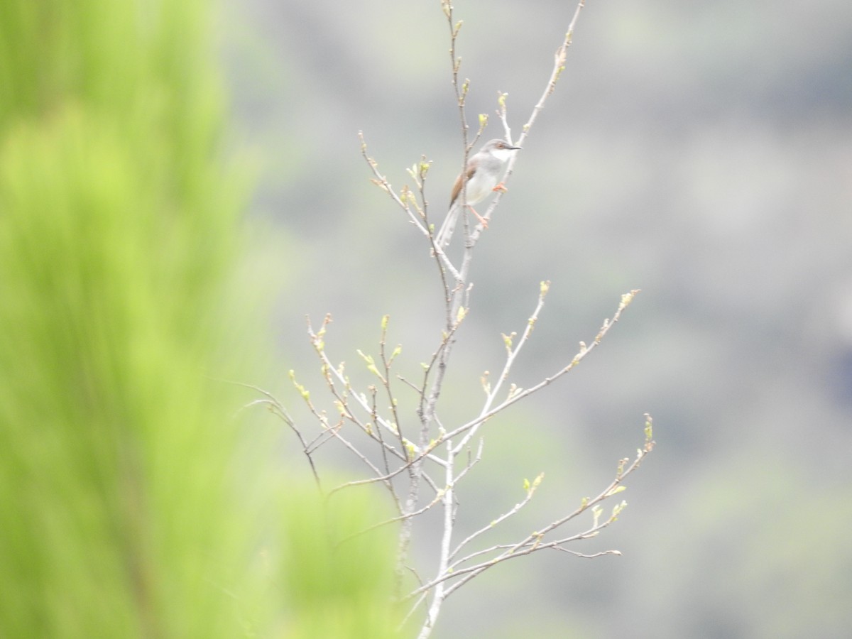 Gray-breasted Prinia - Zafeer Ahmed Shaikh