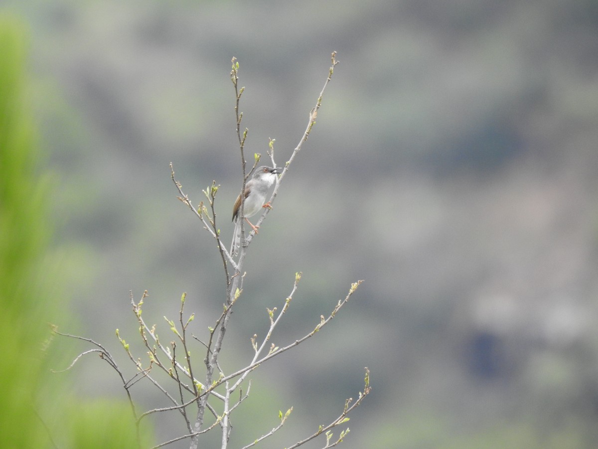 Gray-breasted Prinia - ML621601231