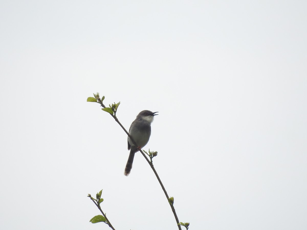 Gray-breasted Prinia - Zafeer Ahmed Shaikh