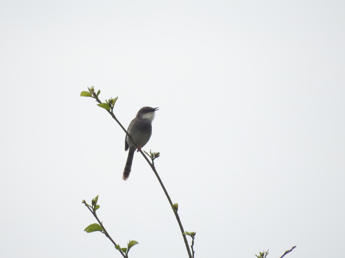 Gray-breasted Prinia - ML621601234